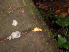 Champignons