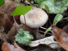 Champignon