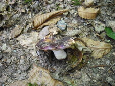  Russule pourpre