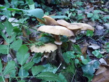 Champignons