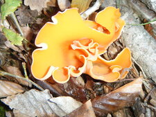 Champignon de souche