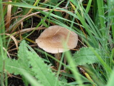 Champignon sur cendres