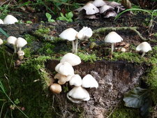Champignons