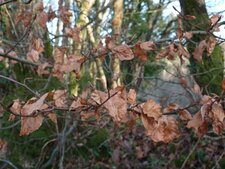 Carpinus betulus ou charme commun.
