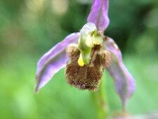 Ophrys abeille - Ophrys apifera