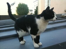 Félix