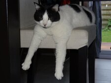 Chat domestique zen (Felis silvestris catus)