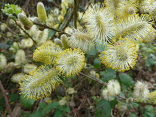 Chatons de saule