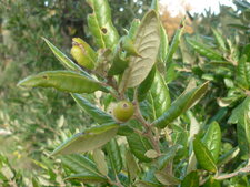 Chêne vert 