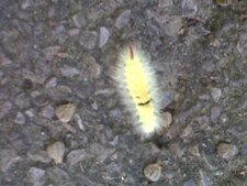 La chenille jaune