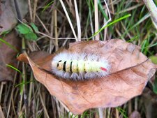 Chenille de la Pudibonde, Calliteara pudibunda