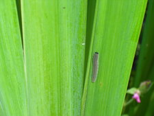 Larves de Rhadinoceraea mican