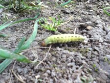 Chenille, noctua pronuba