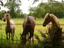 Famille de chevaux