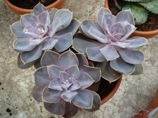 Cheveria