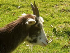 Chèvre des fossés