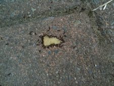 Petites fourmis dévorant une chips !