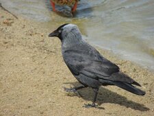 Choucas des tours Corvus monedula 