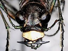 Cicindela formosa generosa-tête 