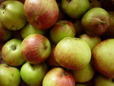 Pommes à cidre