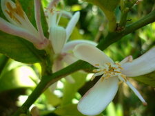 Fleurs de citronnier