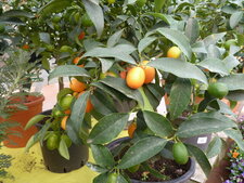 Citrus fortunelle
