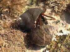 Clibanarius erythropus
