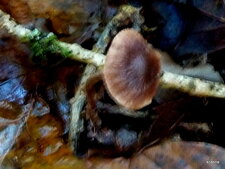 Clitocybe.