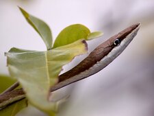 Oxybelis aeneus