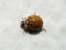 Coccinelle asiatique