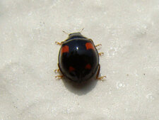 Adalia bipunctata