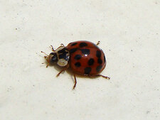 Coccinelle asiatique Harmonia axyridis