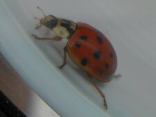 Coccinelle asiatique