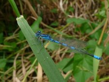 Agrion mignon, Coenagrion scitulum (Rambur, 1842)