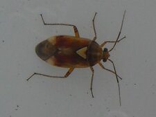 Lygus sp.
