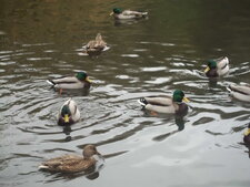 Colvert