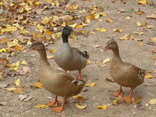Canards colverts