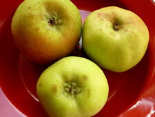 Pommes "Transparente de Croncels"