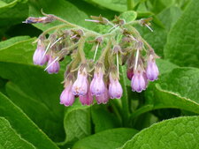 Consoude officinale ou grande consoude