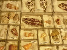 Conus de partout (2)