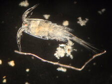 Copépode