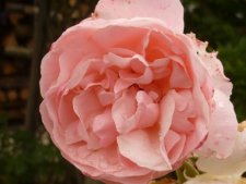 Rose "Coraline"