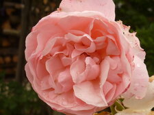 Rose "Coraline"