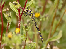 Cordulégastre annelé