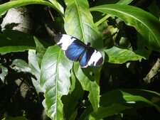Helionicus sara fulgidus (fam. nymphalidea)