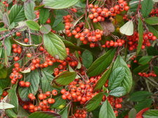 Cotoneaster