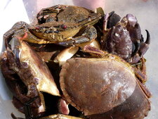 Panier de crabes