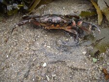 Crabe Vert