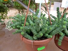 Crassula