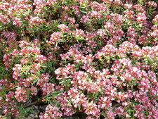 Crassula